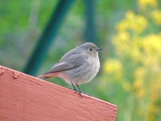 conchiventura's tweet photo. Accade nel mio giardino.
#OggiCosì #codirosso spazzacamino @LipuOnlus https://t.co/oLwF4l5Glx