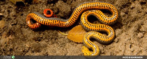 Ringneck Snake Playing Dead, Ringneck Snake Playing Dead