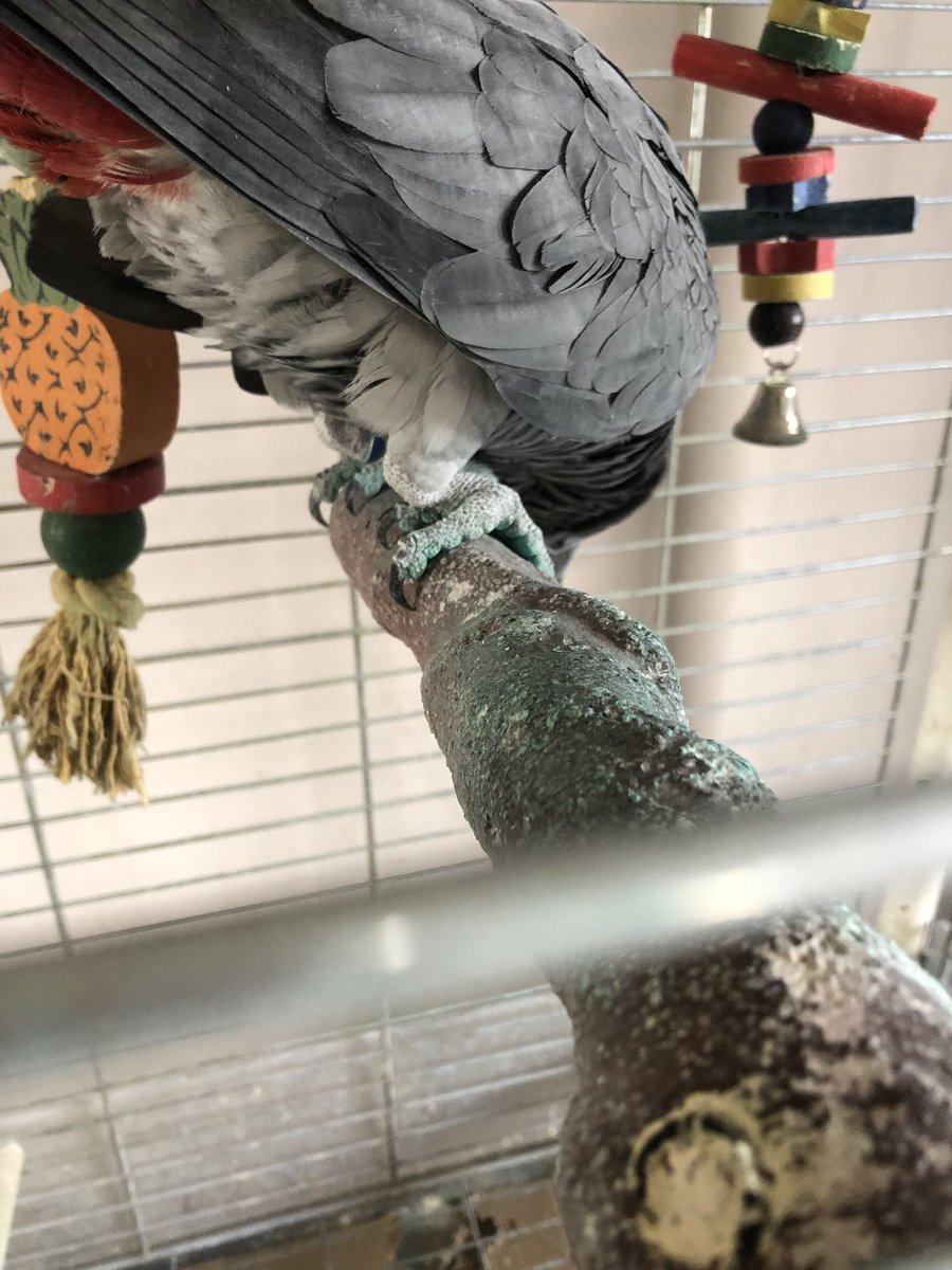 ParrotStanley's tweet photo. I’m looking to see who could possibly have crapped on #TurdPerch ??? https://t.co/fDBiIaGIw2