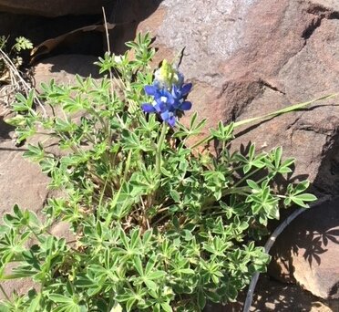 UNTFacilities's tweet photo. They'rrrre back! #UNT #bluebonnetsinthespring.....one more reason we're prettiest campus around! @UNTsocial https://t.co/vBMypt28Qd