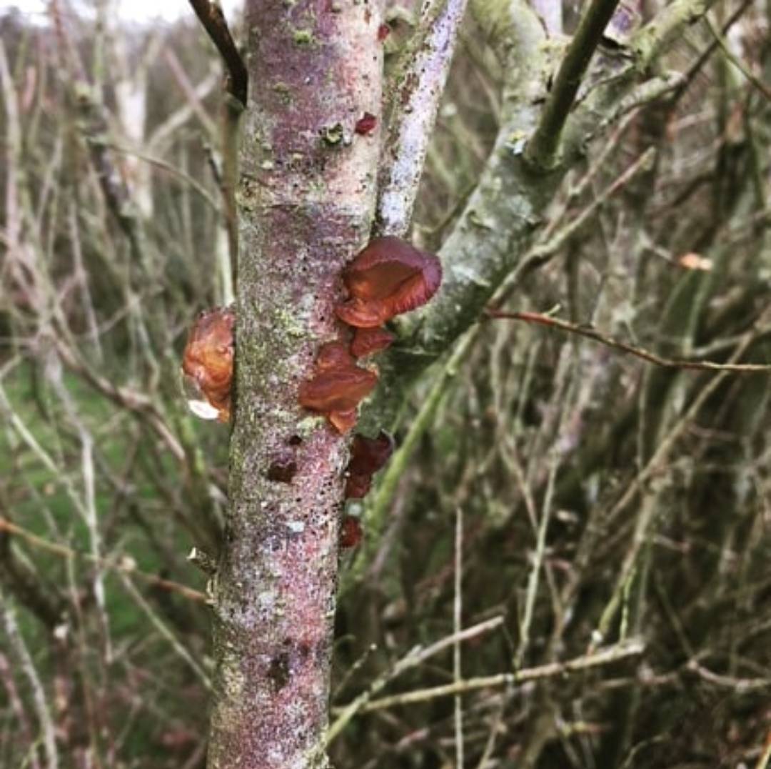 Why don't you get fungi in confined spaces? Because there isn't mushroom!
Okay, maybe not. But get out to Staunton  Harold and Foremark this weekend, because the water and woodland is beautiful, much better than my jokes.
#severntrent #fungi #mushroom #nature #wildlife #woodland