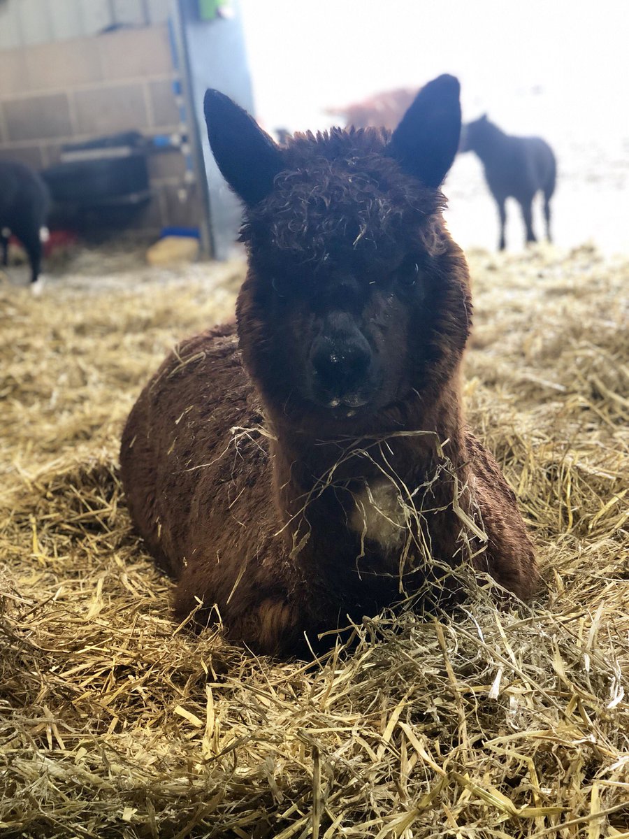 sazzyann1's tweet photo. When itβs snowing outside and the shed has been freshly bedded up #timeforaliein #Carl https://t.co/3rM289YvtI
