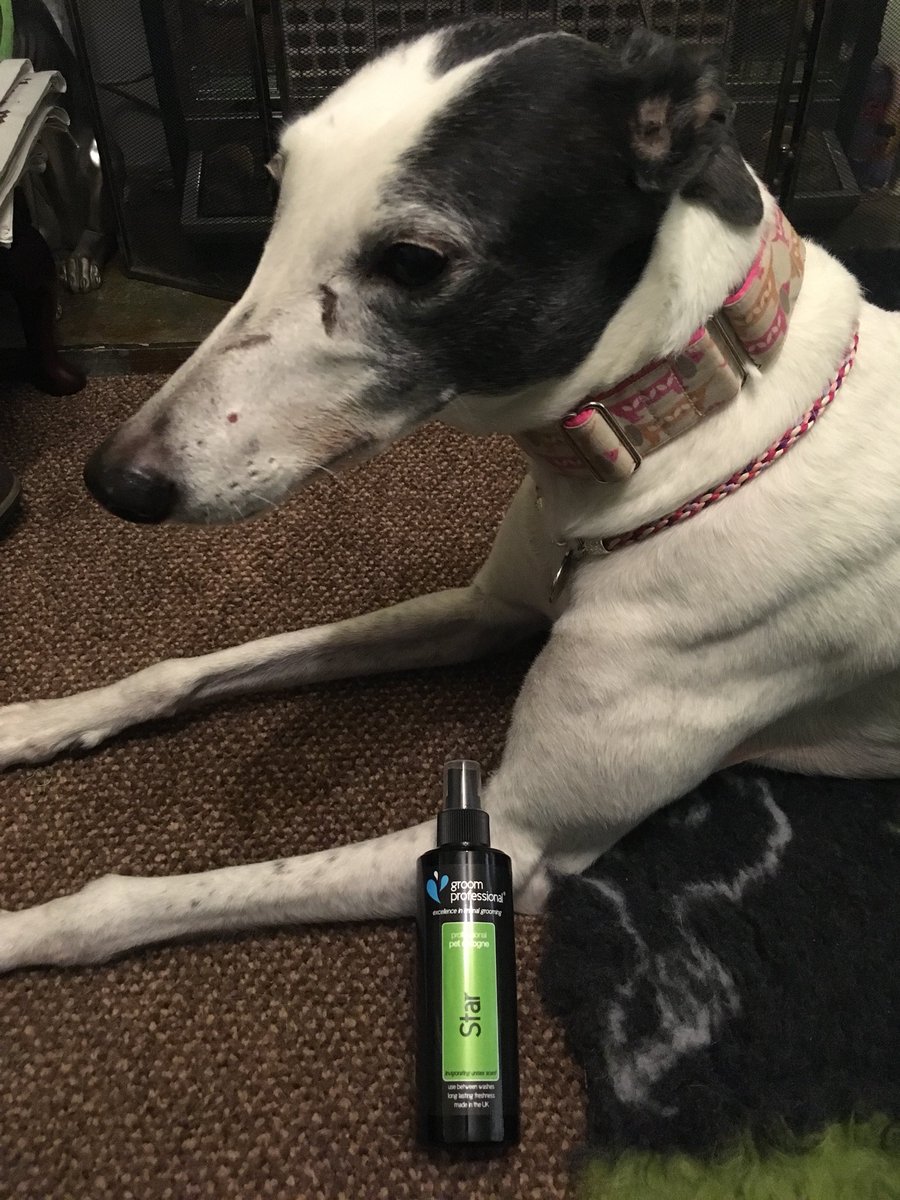 MissStarhound's tweet image. On my way to Waitrose Wolverhampton to meet the lovely shoppers &amp;amp; spread the word of how greyt we are as pets @GTWolverhampton I’ve wrapped up warm &amp;amp; put my best pawfume on