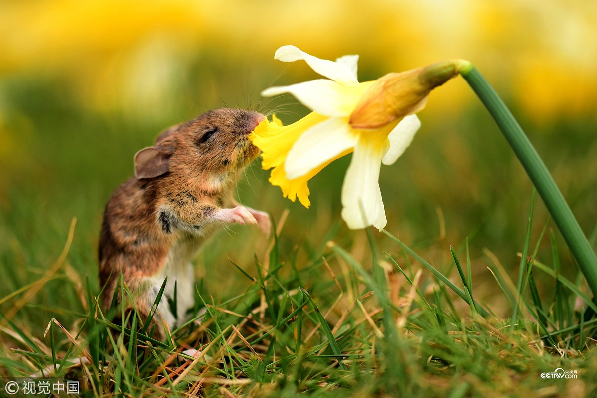животные весной. звери в снегу. доброе утро белочка весна. с 8 марта белка. ранняя весна животные.