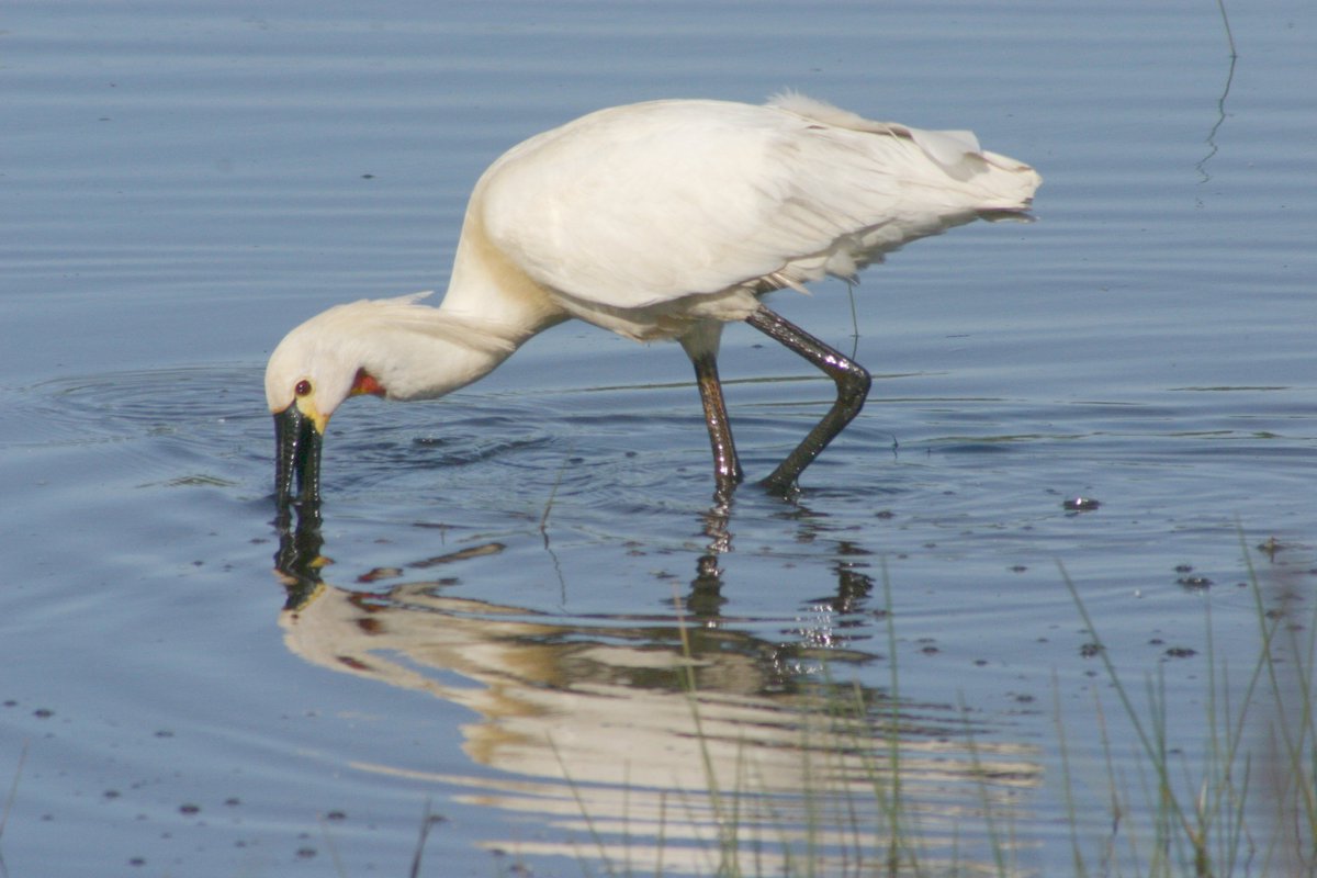 De eerste #lepelaar is eind februari op #Texel aangekomen en daarmee is het #broedseizoen 2018 geopend. bit.ly/2FoVDMD
