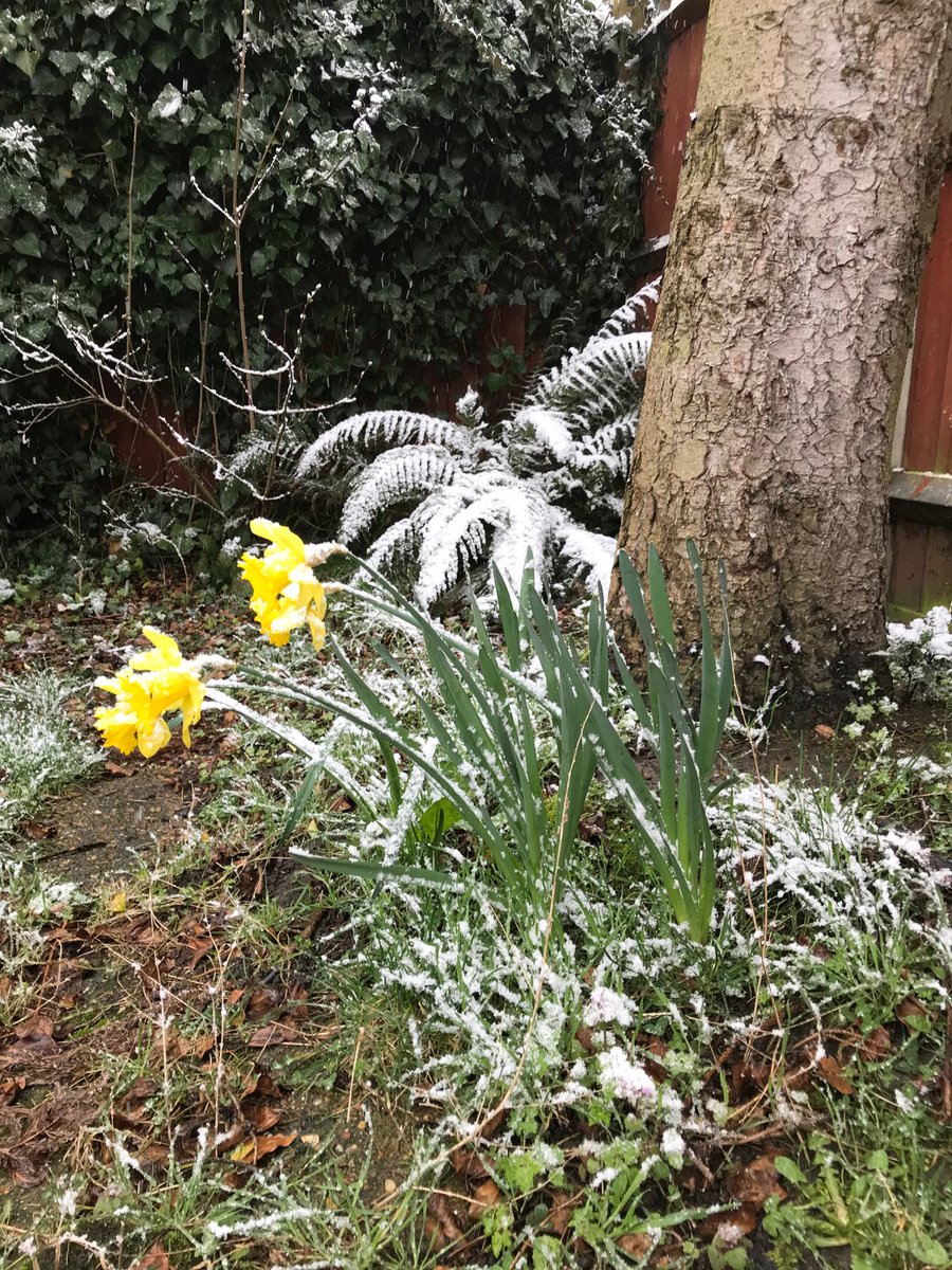 RifflePool's tweet image. #thebeastfromtheeast2 - Spring is close. Perhaps this is the last really cold spell. Let’s hope so
