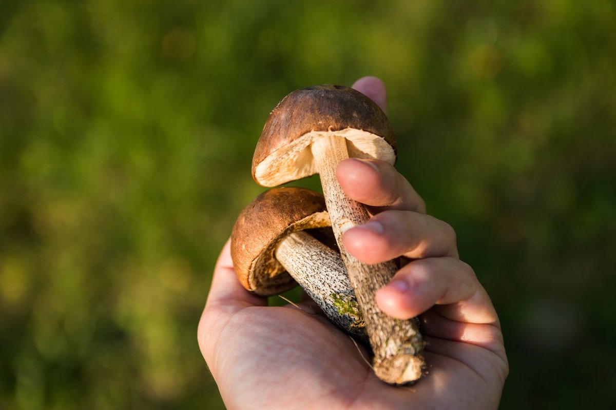 ATCMconf's tweet photo. #Natural #BEAUTY comes from #Mushrooms! Based Cosmeceutical Formulations with Anti-Inflammatory, Anti-Tyrosinase, #Antioxidant, and Antibacterial Properties
Read more on https://t.co/Pnbnr6fTPF
Feel Inspired? Submit your abstract here https://t.co/tkfLzpO7AZ https://t.co/ipwBhMl3so
