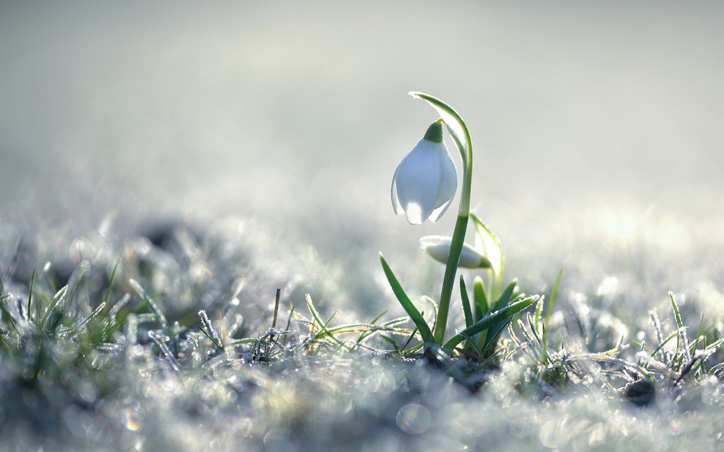 切ない花言葉 در توییتر スノードロップ この花には悲話が存在します 恋人の死を知った乙女ケルマは スノードロップを摘んで彼の傷の上に置きました 恋人は目覚めず 彼に触れた途端 肉体は雪のしずく スノードロップ になったといいます 死を象徴する花