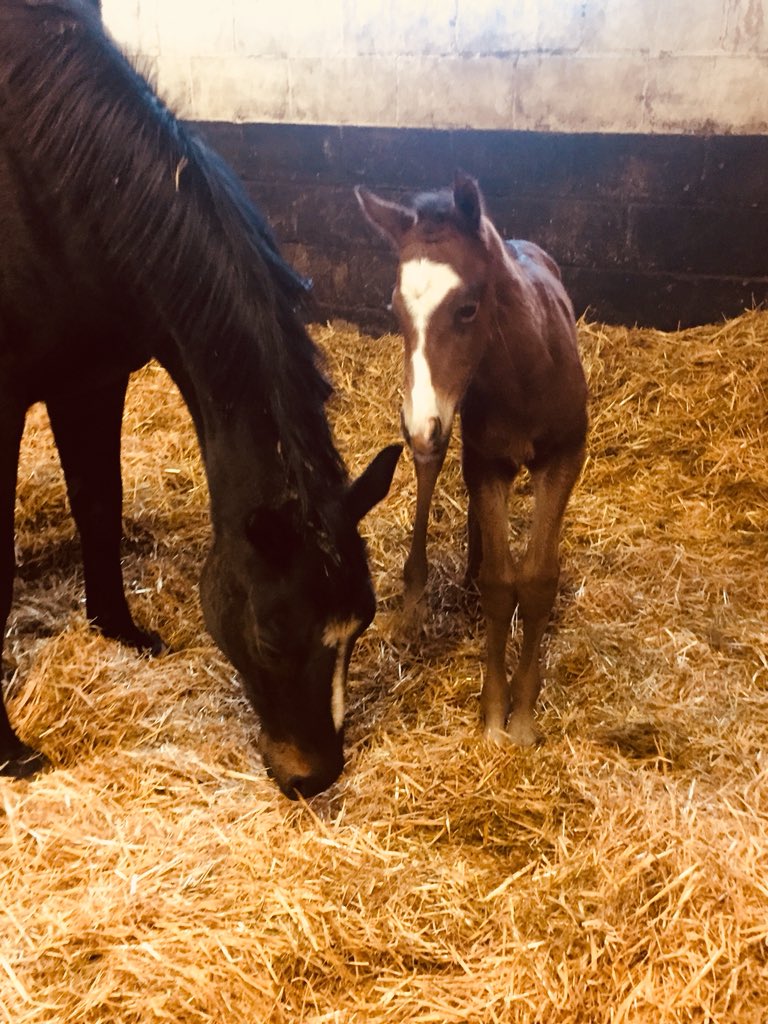 A strong colt born this morning by TERRITORIES out of a group and listed placed mare and black type producing mare VEENWOUDEN well done team 😍 #foalingseason #greattasteinmares @DarleyStallions @Deanoh999 @lukegedge @rosebudling @Toontoonarmy111  #minimes
