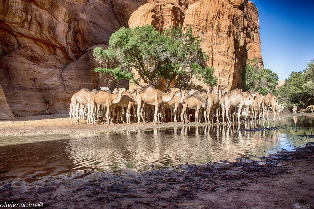 onpta_tchad's tweet photo. Un peuple qui ne connaît pas son passé, ses origines et sa culture ressemble à un arbre sans racines.

Bon week-end ! https://t.co/kTvvhP8QYQ