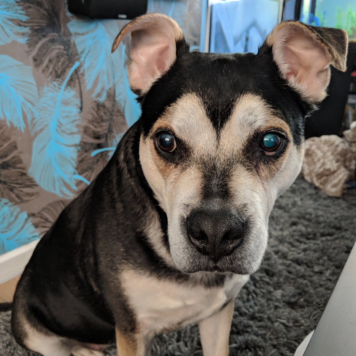 PlainJayne81's tweet photo. My Beautiful Girl, Abby.. 😍 #staffy.. #pitbull.. #dogsoftwitter.. #dogs4life.. #dogs.. #photography.. #nofilter.. #googlepixel2camera.. #googlepixel2xl.. #teampixel.. 🐾 https://t.co/rV3kwWsZxw