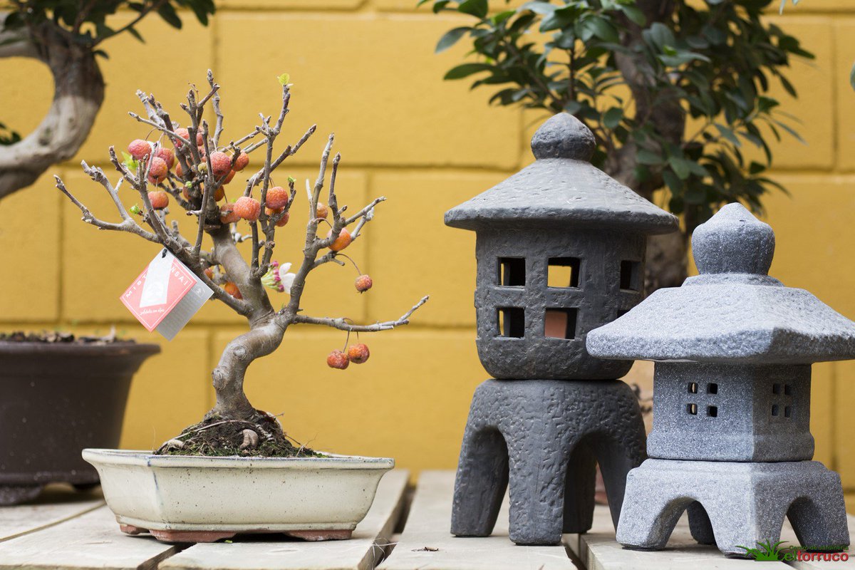 eltorruco's tweet photo. #DíaDelPadre regala #Bonsai:
▪ Manzano (Malus sp.)
▪ Azalea (Rhododendron indicum) con elementos de decoración oriental
▪ Arce japonés (Acer palmatum Deshojo) con su imponente coloración primaveral https://t.co/pKTHeqwAX1