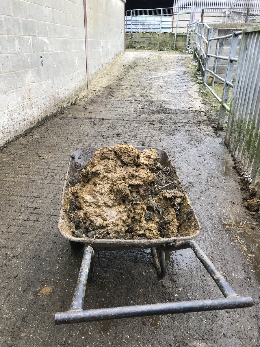 ManorFarmWotton's tweet photo. #muckingout bull pens #pushorpull the wheelbarrow, it’s full going up the slope! Bitter wind but shoveling #keepswarm #farming in #SurreyHills @NFUSouthEast @SurreyHillsAONB https://t.co/6DvRMeUv8l