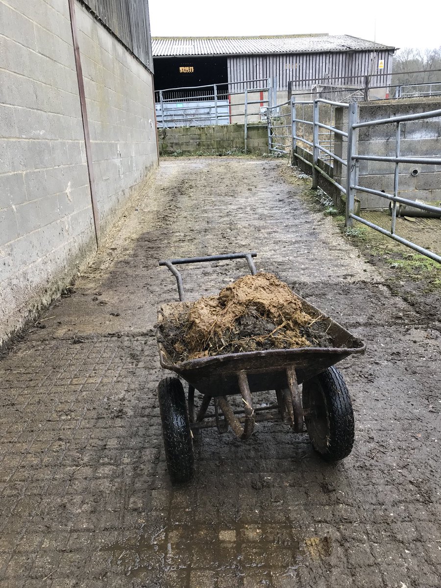 ManorFarmWotton's tweet photo. #muckingout bull pens #pushorpull the wheelbarrow, it’s full going up the slope! Bitter wind but shoveling #keepswarm #farming in #SurreyHills @NFUSouthEast @SurreyHillsAONB https://t.co/6DvRMeUv8l