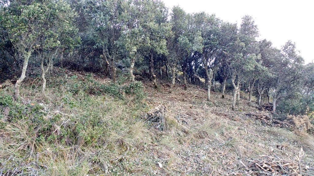 Plan_INFOCA's tweet photo. Nuestros compañeros de #Cádiz, #bomberosforestales del KE-104 con base en el Cedefo de #Algodonales, realizan trabajos de entresaca y triturado en la zona de #MontePrieto. Prevencion de incendios forestales https://t.co/xaojPW53El