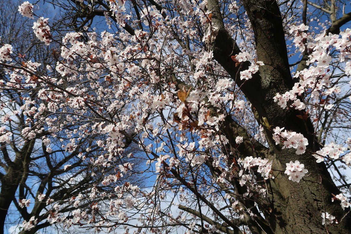 #lookingup in the sky through #blossomtrees :) love it 🌸🌟🌞