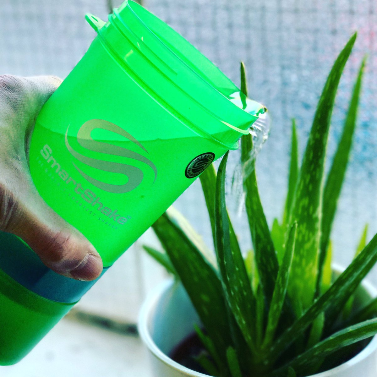 fitnessfrontier's tweet image. Even plants 🌱 deserve to drink in style

#smartshake
#water
#plants
#aloevera
#hydration
#fitness