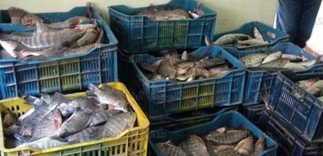 التسميد العضوى برغم قلة تكلفته يوفر 30% من اعلاف الاسماك للمزرعه السمكيه  ويساعد على تكوين البلانكتون والهائمات المفيده للاسماك ولكن التسميد العضوى والكيماوى ممتاز للنظام المفتوح العادى و  منخفض الكثافه ولا يصلح نهائيا للنظام المكثف