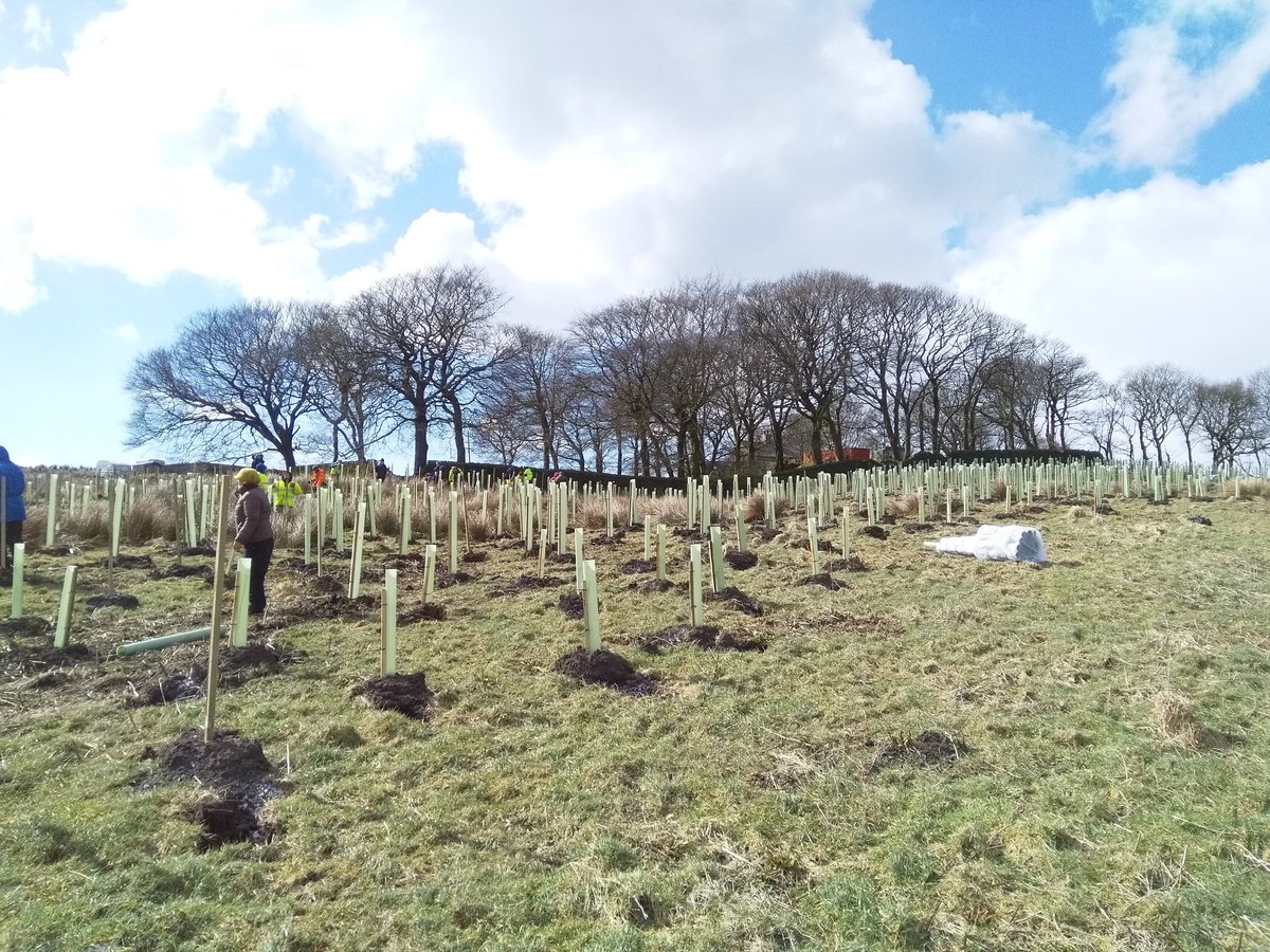 FeralTree's tweet photo. Tada! A new bit of the #NorthernForest is born @WoodlandTrust @Smithills, thanks to our wonderful, hardy volunteers! https://t.co/zAQkEA8vWv