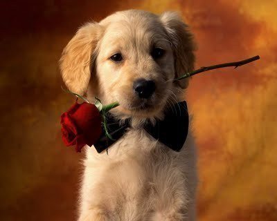 piccatdog's tweet photo. #dogsofinstagram #dogs #instadog #dogstagram #doglover #ilovemydog #dogoftheday #frenchbulldog #bulldog #lovedogs #corgi #corgilove #corgistation #corgilife #corgisofinstagram #corgicommunity #corgipuppy #dog #corgim #corgis #corgiears #corgistyle #corgirules #DoggytheWorld https://t.co/h1Sn1Djmg6