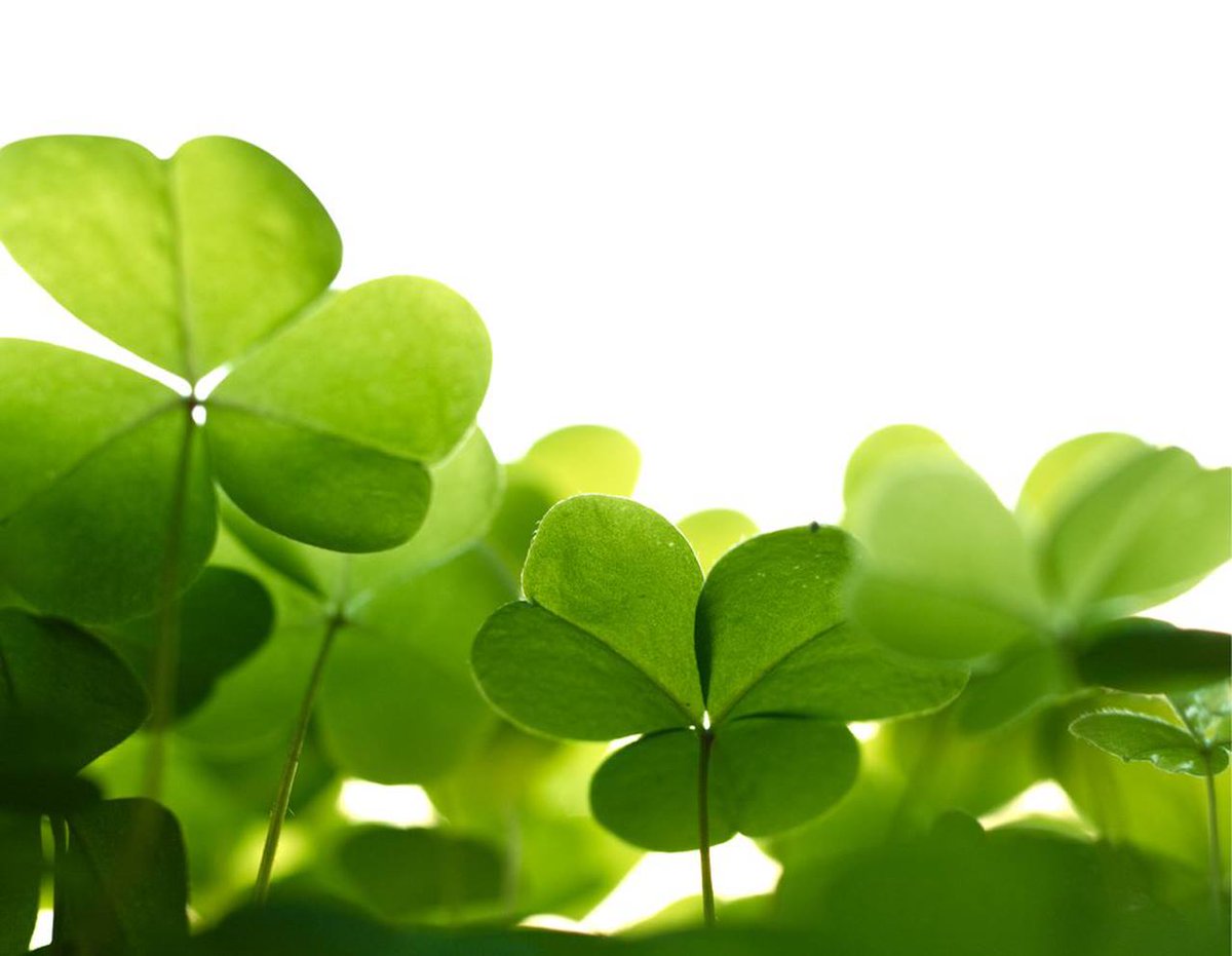 keycentrix's tweet photo. Happy #StPatricksDay from your friends at #KeyCentrix! https://t.co/H13Otmo2IR
