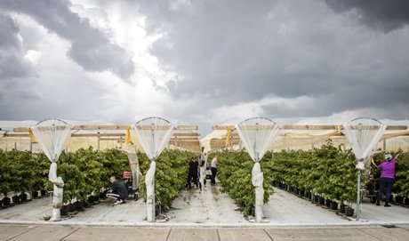 "Dit jaar eerste aanplant witte en zwarte bessen" <a href="/berrybrothers_/">Berrybrothers</a>
agf.nl/artikel/171229…