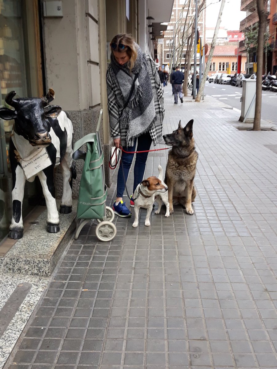AfectoAnimal's tweet photo. #FelizSabado #FelizFinde 
Si vais de #compra con los #perros 🐕 hacer como🙋🏼‍♀️
Mientras 1entra a comprar🛒 otro acompaña
Nunca los dejéis solos 🐶
#DaAfectoAnimal #Adopta #Vigilancia #NoCompresADOPTA #MaltratoAnimal 
@LASAnimal @Miliciaanimal @amor_animal015 @_hogaranimal https://t.co/VgY3InYO0v