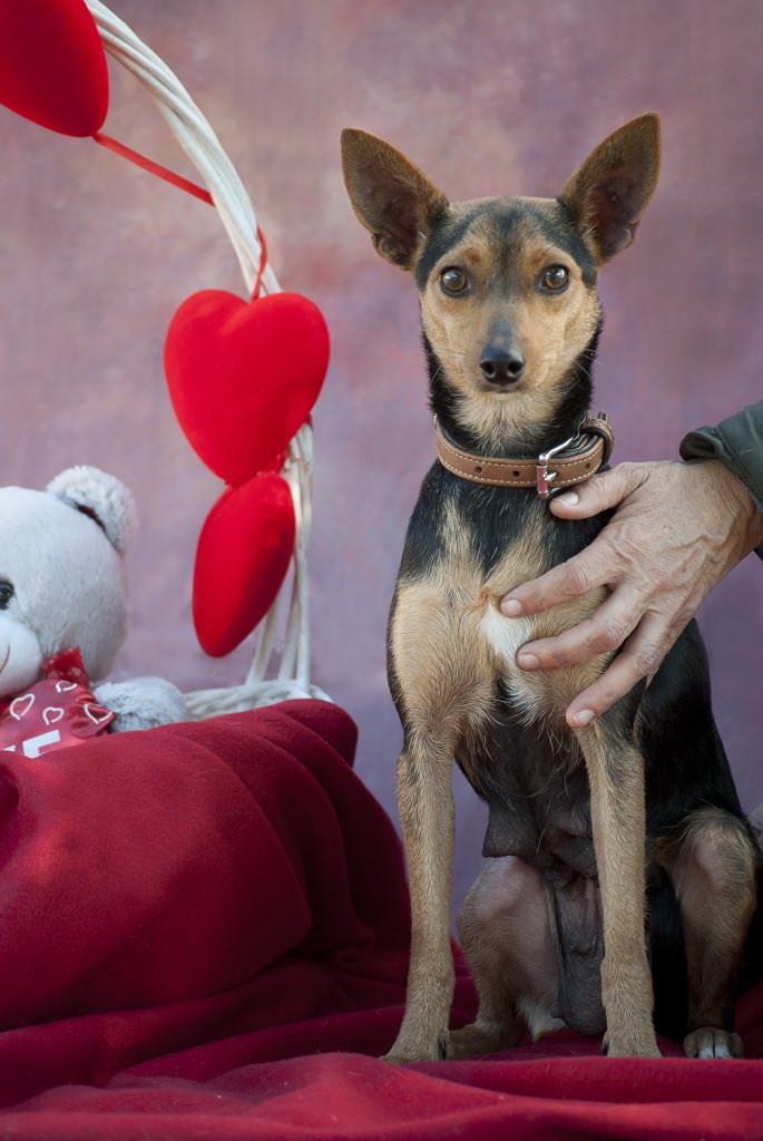 protemalaga's tweet photo. Sugus, 3 años casi. Es una madre coraje, tranquila y serena. Al principio algo tímida pero coge confianza poco a poco. En casa no hace apenas un ruido. Es sociable con perros y gatos. +info: acogidas@protectoramalaga.com https://t.co/fGgWxj99ao