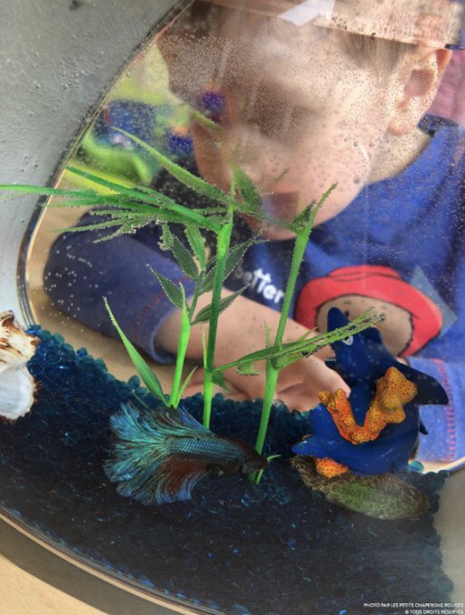 Natfab1's tweet photo. Un nouveau venu dans notre micro_crèche #lesMalicieuxDesFrères #Thionville #grandir @Creches_LPCR https://t.co/NwwaF0XX0C