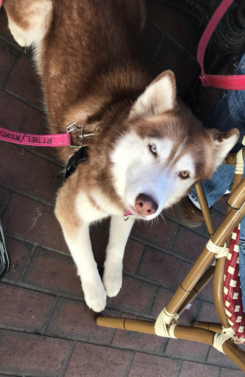 Time2Gtfo's tweet photo. #SaturdayMorning #StPatricksDay #Brunch @TiniMartiniFL #StAugustine with the #Huskies @sascha_fierce and Kokonut and my wonderful #wife @PSYCHedRN   #AdoptDontShop #DOGFRIENDLY #dogslife #DogsAreFamily #dogsoftwitter https://t.co/xv53FkNXCL
