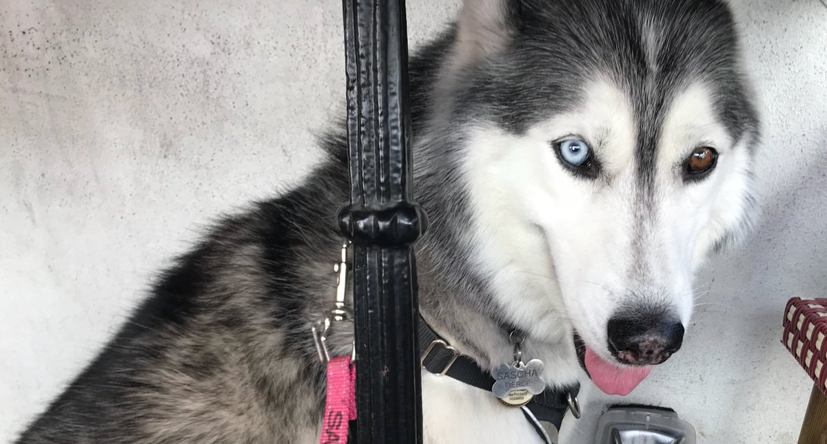Time2Gtfo's tweet photo. #SaturdayMorning #StPatricksDay #Brunch @TiniMartiniFL #StAugustine with the #Huskies @sascha_fierce and Kokonut and my wonderful #wife @PSYCHedRN   #AdoptDontShop #DOGFRIENDLY #dogslife #DogsAreFamily #dogsoftwitter https://t.co/xv53FkNXCL