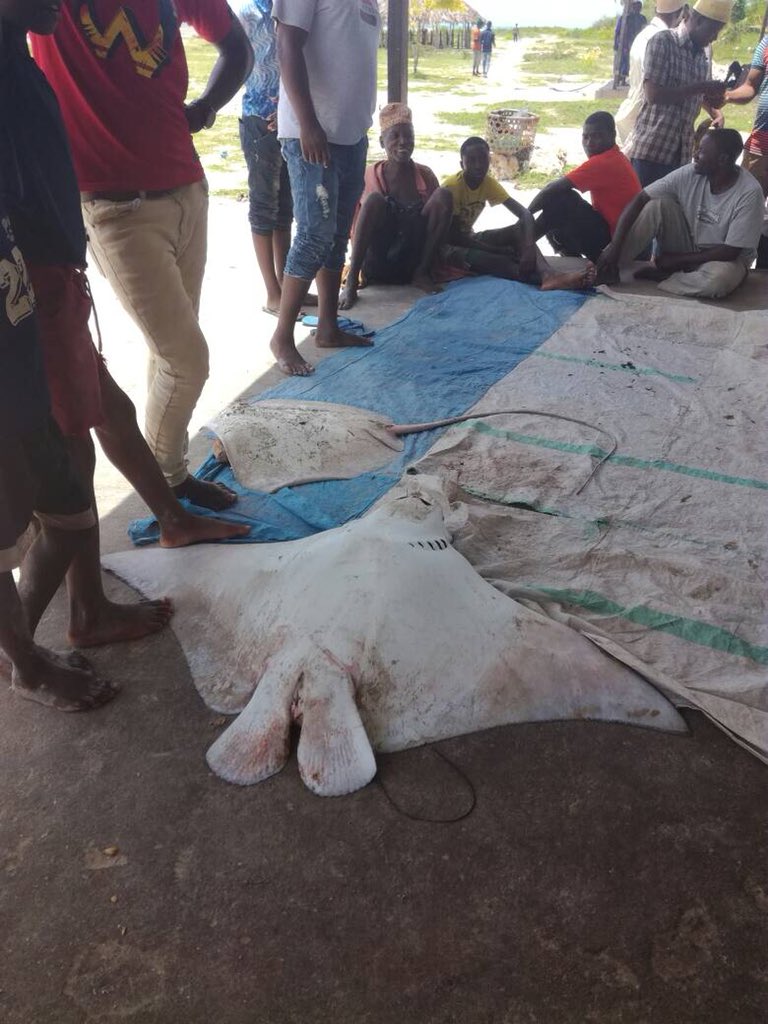 nepsus_research's tweet photo. Saturday in the field with the @nepsus_research team in #Tanzania. #Mangrove mapping and interviews at the #fish auction with the #coastal resource group in Mtwara Rural. #sustainability @CBSCSR @DFC_Fellowship @AfricaBusPol https://t.co/AWgtWiOILA