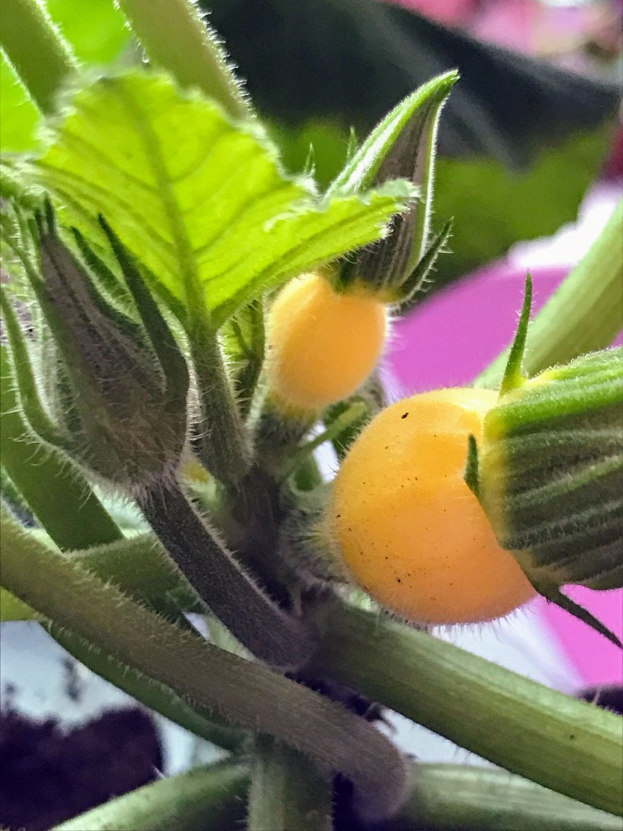 tinyurbanfarmer's tweet photo. Six on Saturday:Tiny Fruit #growyourown #gardening #sixonsaturday #gyo #stillsnowing #tinyfruit https://t.co/3oALSiqOjV https://t.co/7WhQQ9yvKh