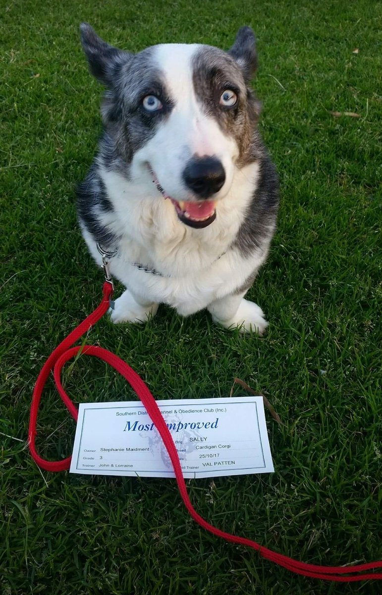 Look at this clever Corgi called Sally, she has just passed her level 3 Obedience. Well done Sally! Who else has obedience training with their Corgi? ☺️🐶 #Corgi #cardigancorgi #Welsh #obedience #Training #clever #BecauseSheIsAWoman