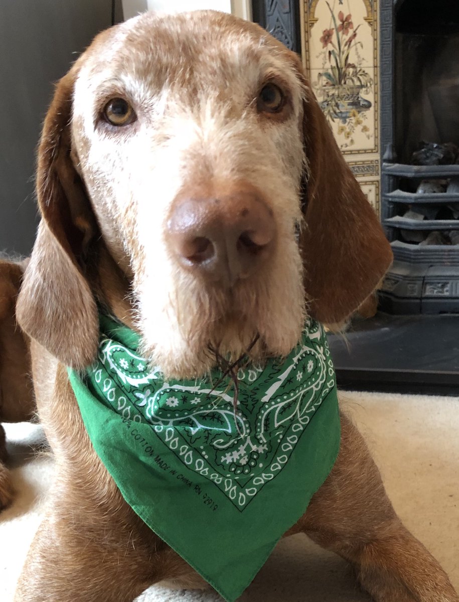 dorkingcorrie's tweet photo. Otto: Iβm all about the colours of the Irish flag today. Green, white and .....ginger?
#HappyStPatricksDay #stpatricksday #irishdaddy #sixnations2018 https://t.co/Jl7LBLuUTZ