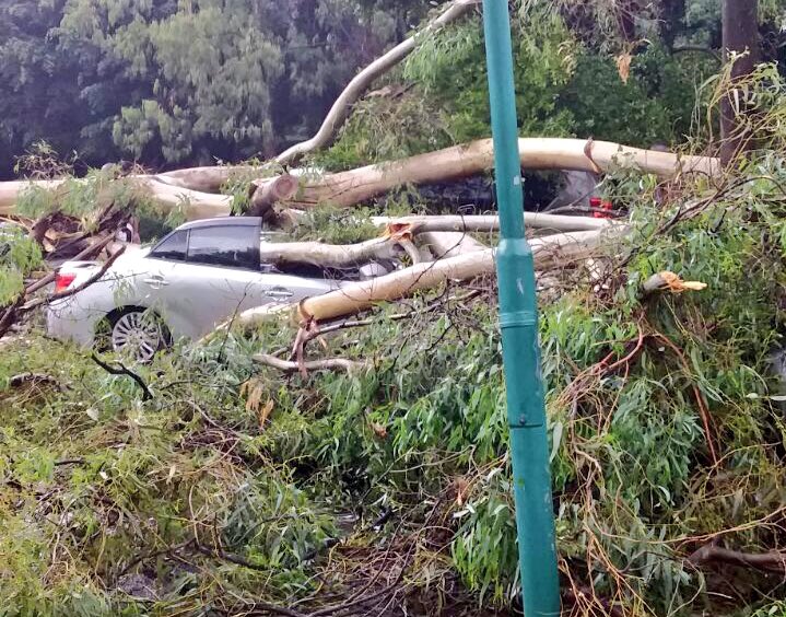 BreakingNewsKE's tweet photo. SEVEN cars badly damaged after a tree falls on them at Serena hotel car park following heavy rain; no injuries reported. #NairobiRains https://t.co/0ZGJP189lz