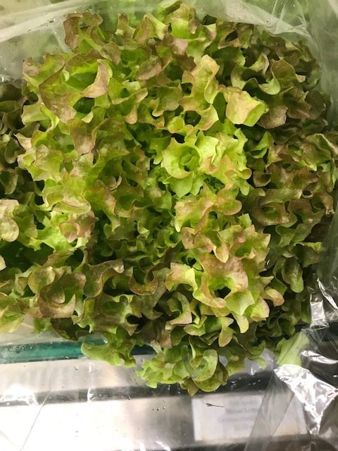 FairFoodPhilly's tweet photo. Longing for some lovely, leafy greens? The Farmstand has assorted lettuces grown locally just for you. #green #lettuce #arugula #buttery #crisp #delicious #salad #lovegreens #FairFood #BuyLocal #BuyFresh https://t.co/Id9WphaVZK