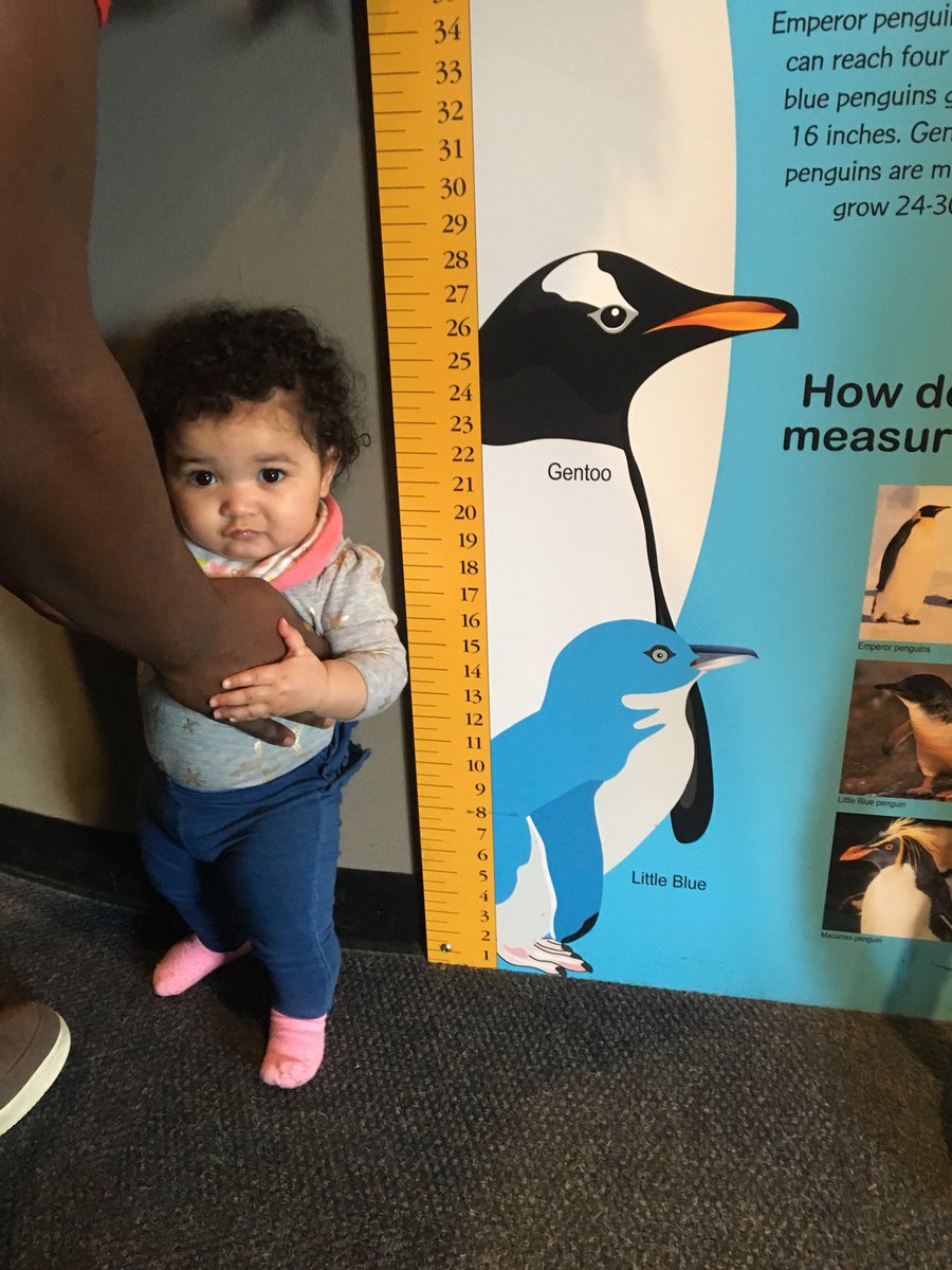 kayleehuskey's tweet photo. Stop what you’re doing. My niece had her first aquarium visit yesterday. Fun fact: she isn’t quite as tall as the average gentoo penguin. Consider your tl blessed. Good day. https://t.co/6yHshXhgS7