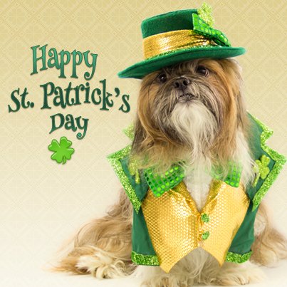 Are you and your pet wearing green today? Share your pet's picture in the comments below.