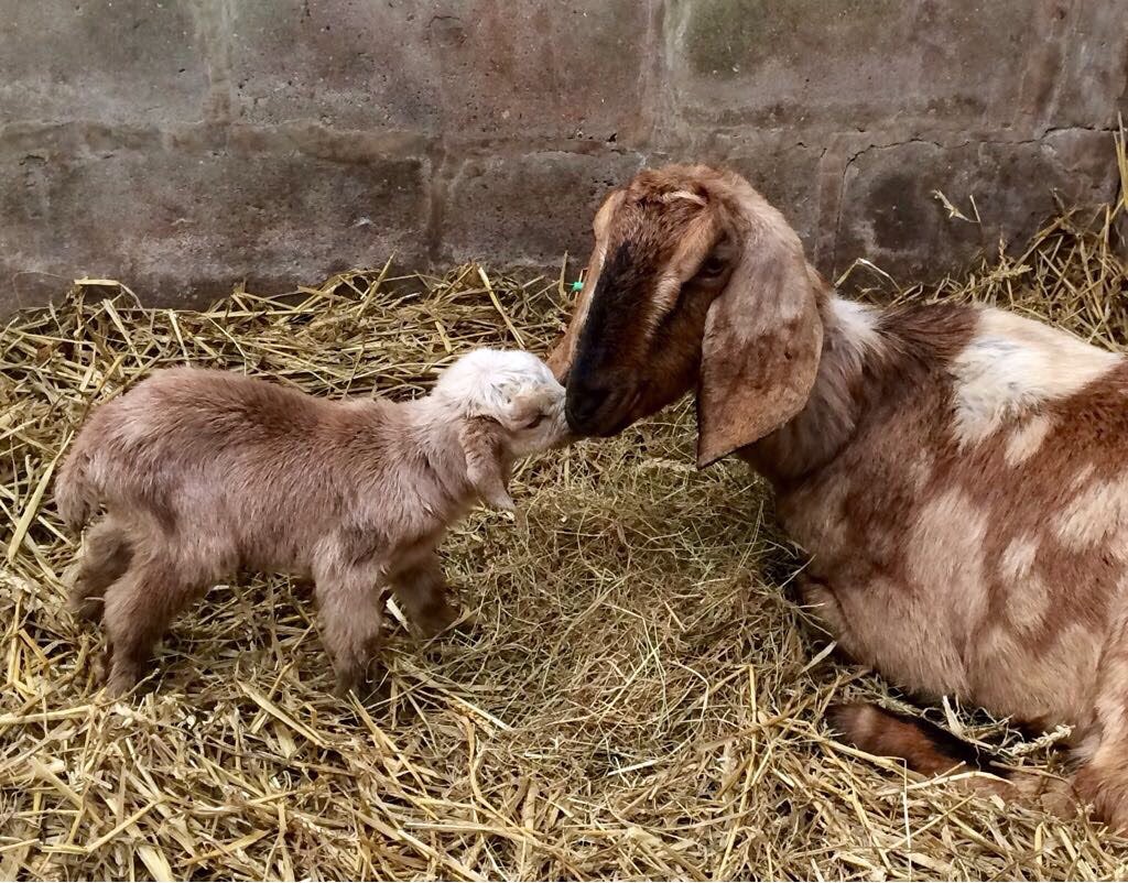 Exciting news! We’ve just welcomed our first two baby 🐐 of the season 😍😍😍