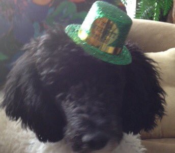bobpias's tweet photo. Happy St. Patrick’s Day!! https://t.co/JWPTr0f68Y
