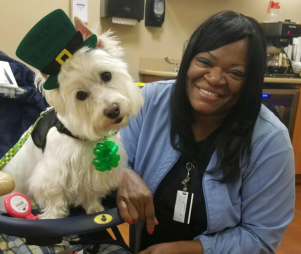 WellstarHealth's tweet photo. Furry friends visited patients at WellStar Kennestone Hospital, bringing smiles and, in the spirit of St. Patrickโs Day, lots of shamrock luck in the process! #StPatricksDay2017 https://t.co/3mFRyGZOCP
