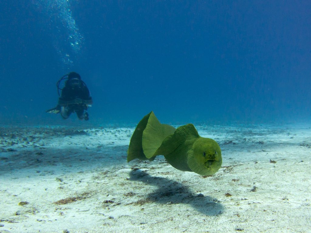 Feeling green? We're celebrating #StPatricksDay by sharing a few photos of amazing green sea creatures. Share yours in a reply. We feel lucky 🍀 to have your support! For some green tips, pledge to follow our #10Tips4Divers projectaware.org/10tips #NoBlueNoGreen