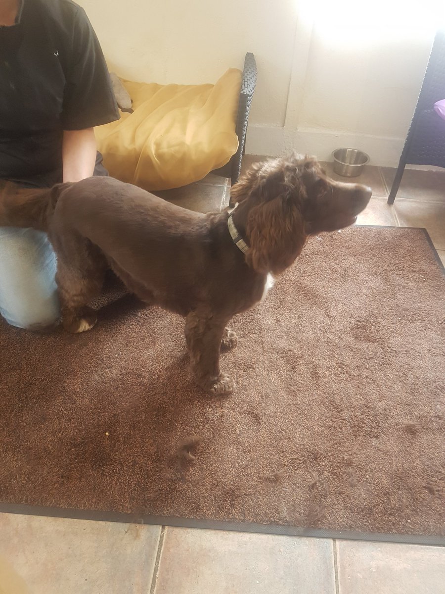 samcopetspa's tweet photo. Bofor and after spaniel love with all her trimmings https://t.co/pHn17kBGqv