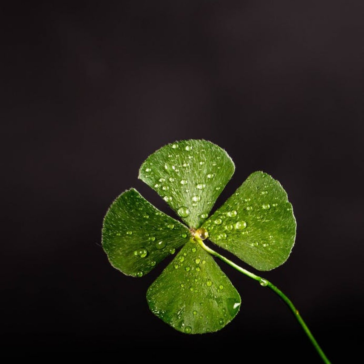 Wishing everyone a happy and cheerful St. Paddy's Day!