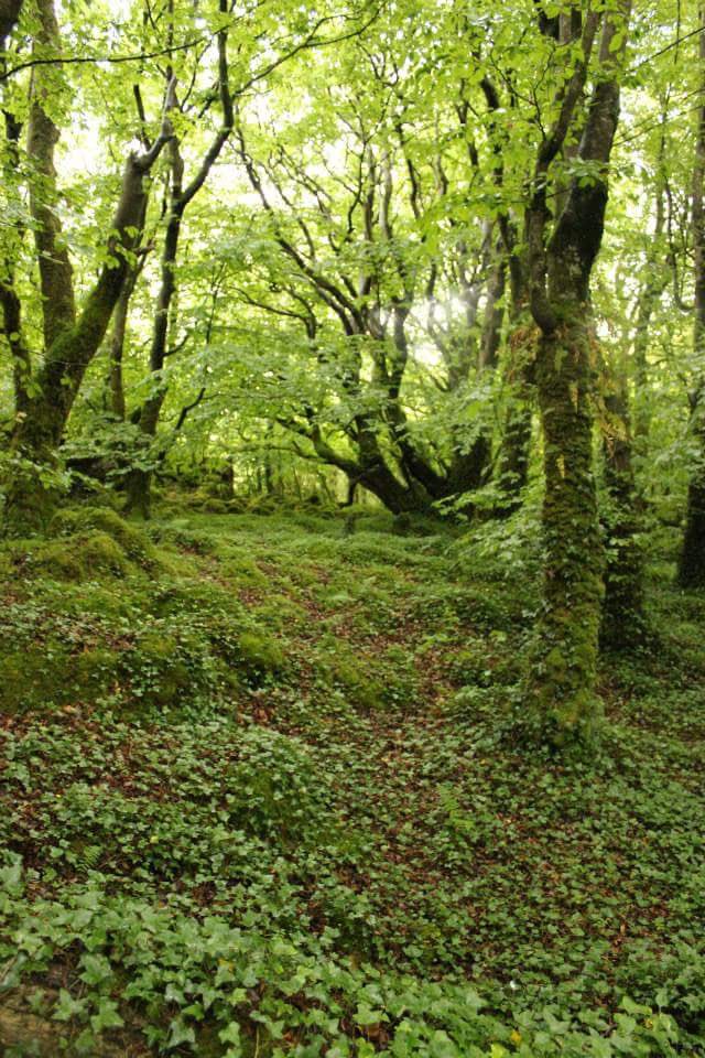 brighthorse's tweet photo. these trees https://t.co/dveXvOck63