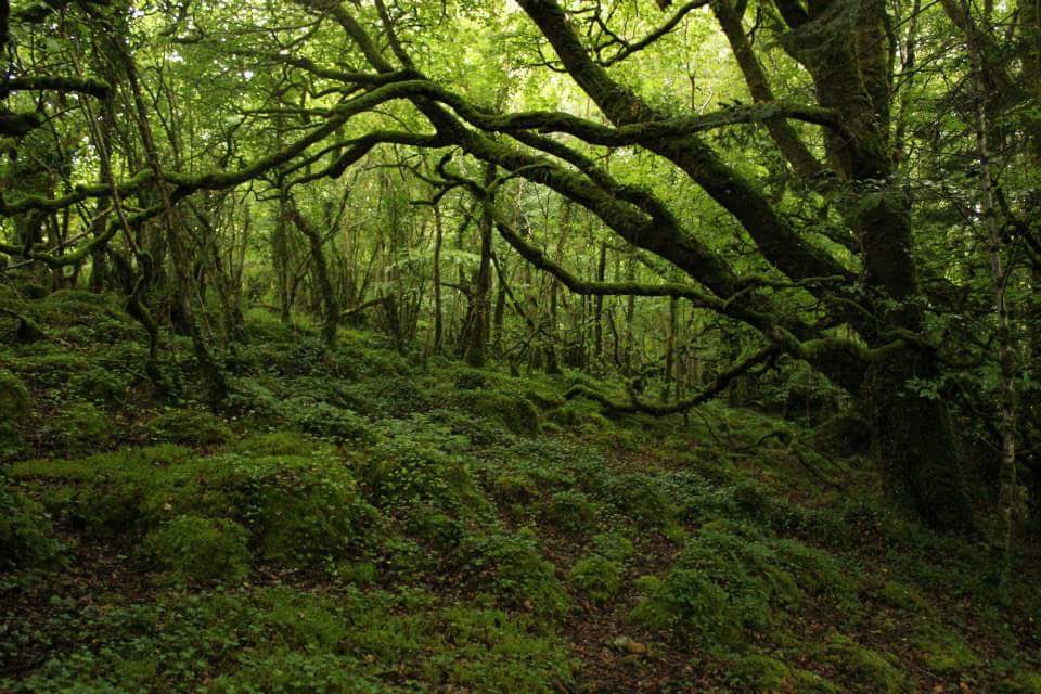 brighthorse's tweet photo. these trees https://t.co/dveXvOck63