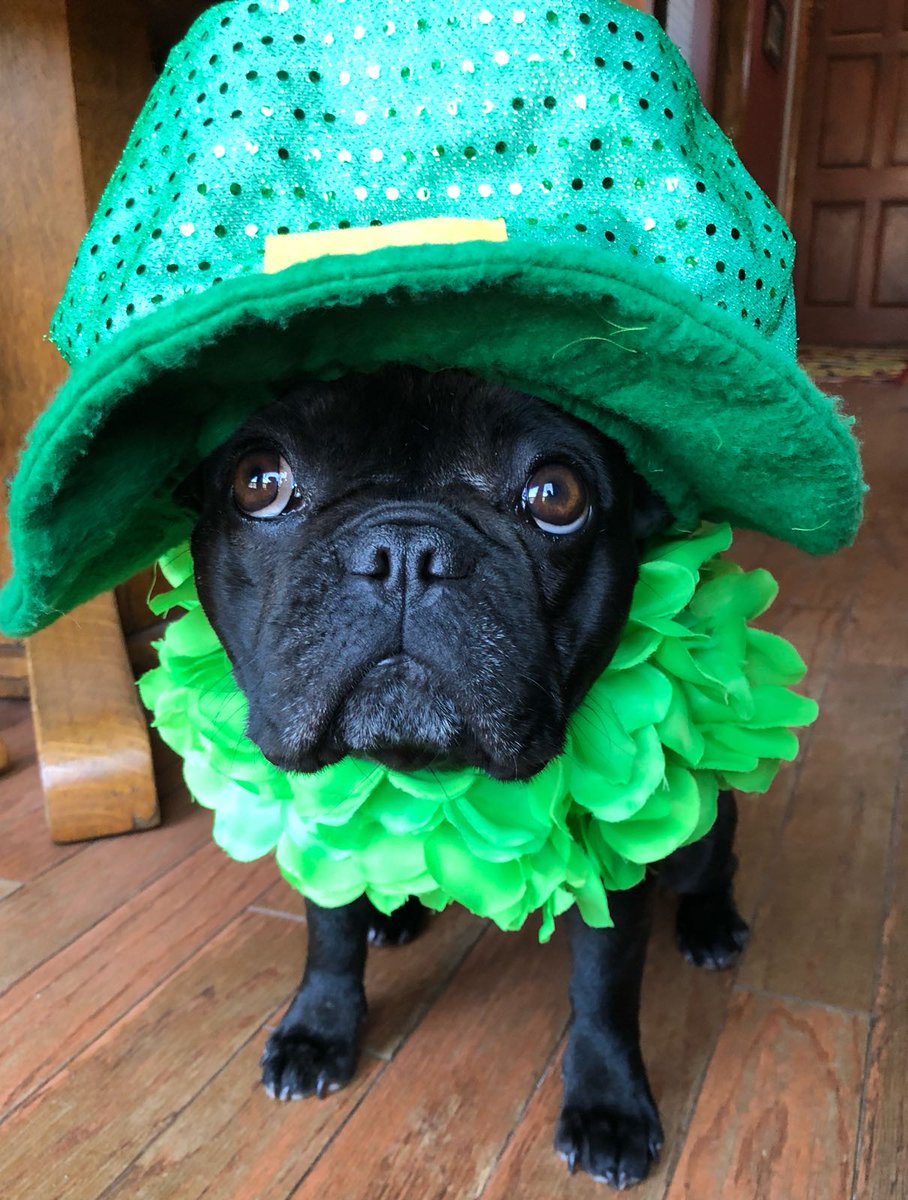 Everyone's a little Irish today!  What are you doing?