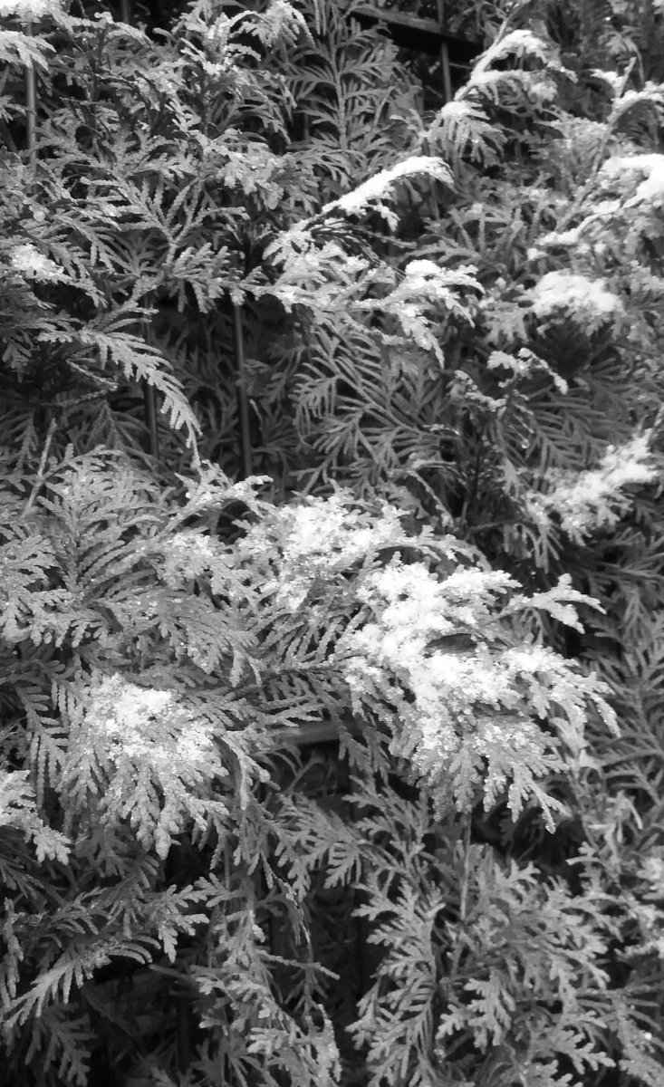 SuperWoman_SWDD's tweet photo. #20180316 #BN #BW #fotodiario #SWzen #winter #snow #esperoqlaúltima #qlargosemeestáhaciendo #frío #Aldeítalive #hastaelgorro https://t.co/Fpnl41KrtN