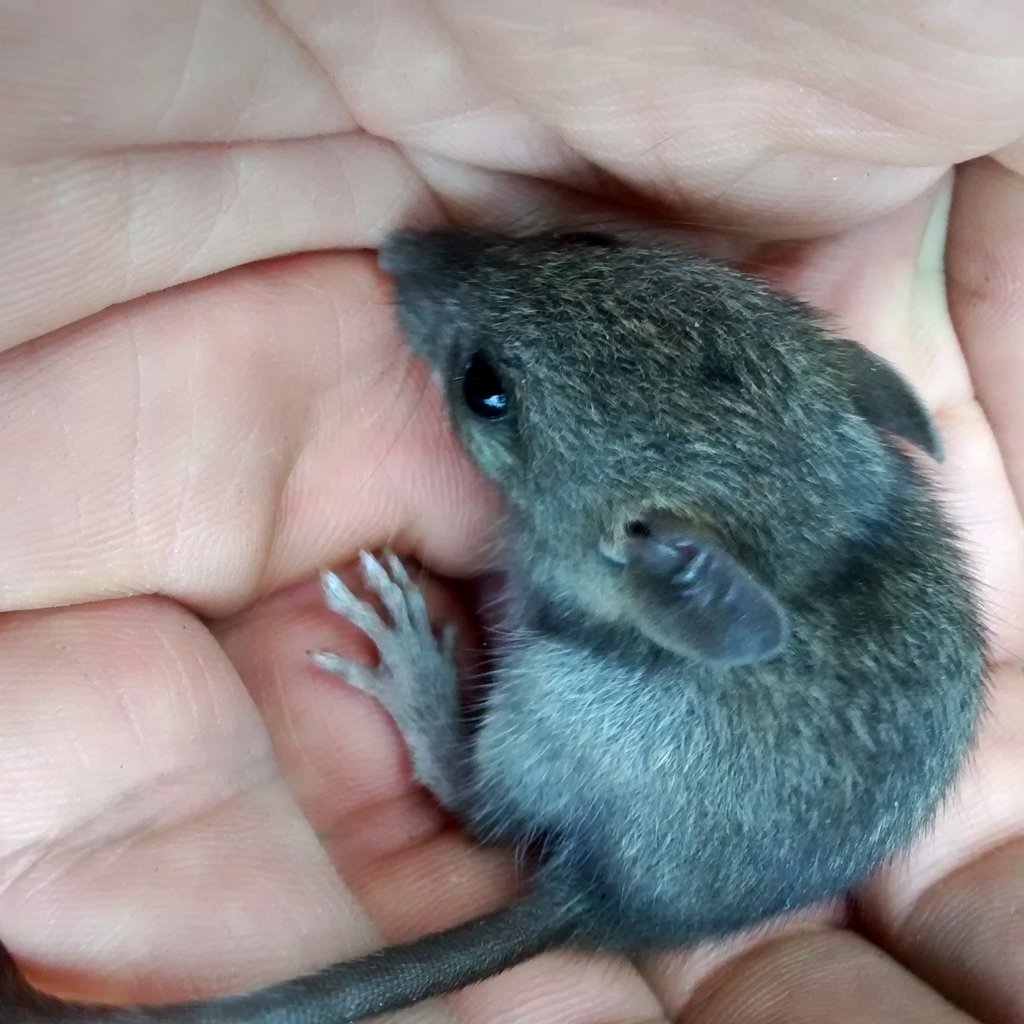 AlanGameDev's tweet image. OK, so a single mother of 3 just moved in... she doesn't seem very well, certainly not poisoned (no house nearby) but she can barely move, not sure what to do; any ideas? Vet's not an option and I'd like to release them asap. Seriously, why stuff like this only happens to me...